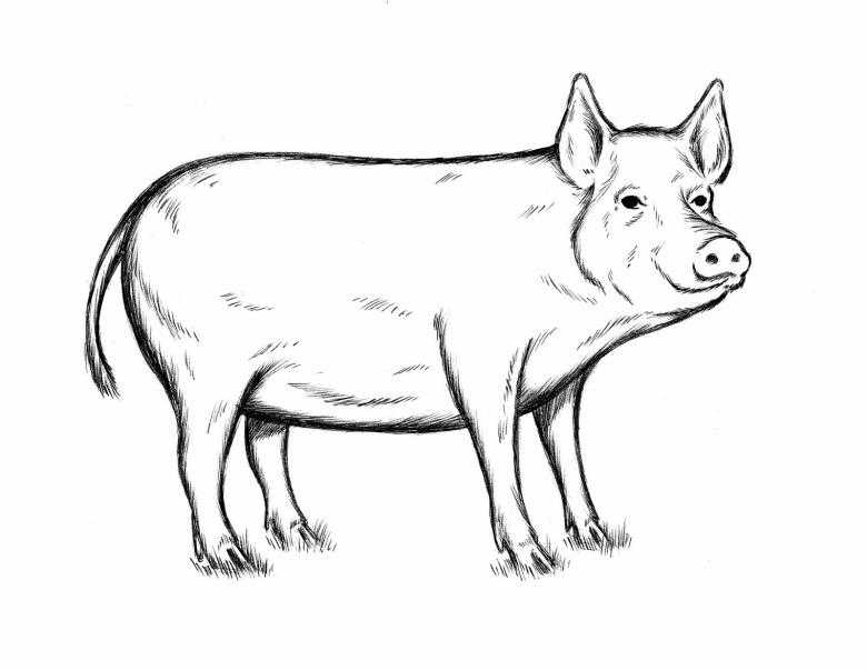 Как нарисовать свинью карандашом — простые пошаговые мастер-классы для начинающих29